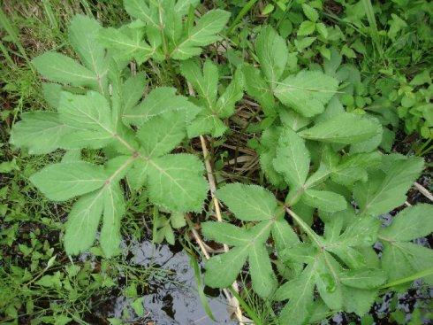 植物葉面積測定儀有什么作用？